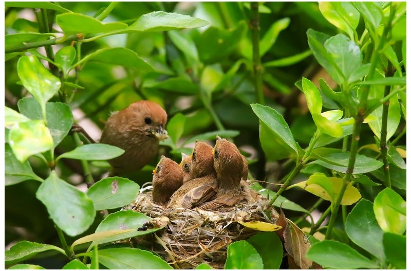 붉은머리 오목이 육추`