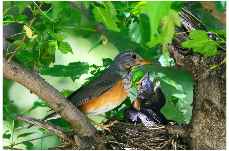되직박기 육추`