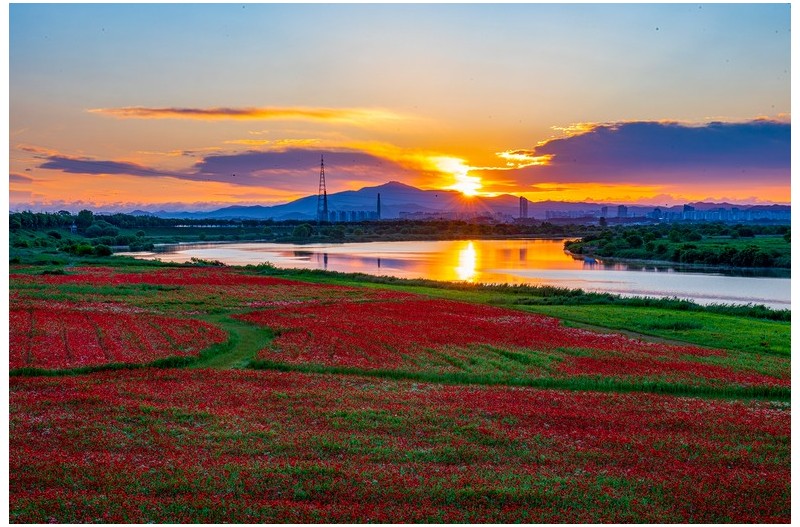 우리동네 양귀비