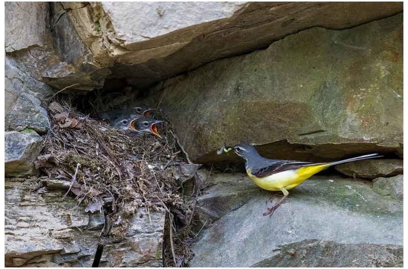 노란머리 할미새