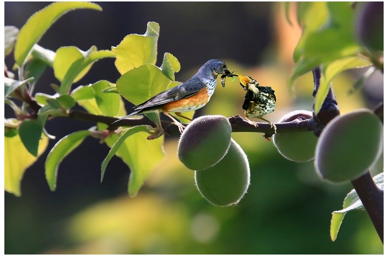 되직박구니 이소 후--`