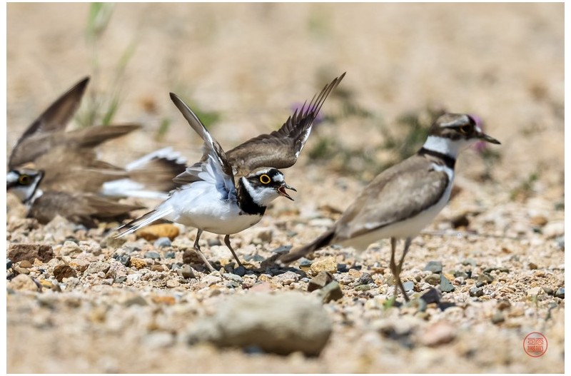 꼬마물떼새의 경계