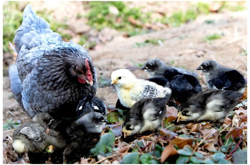 귀여운 병아리`