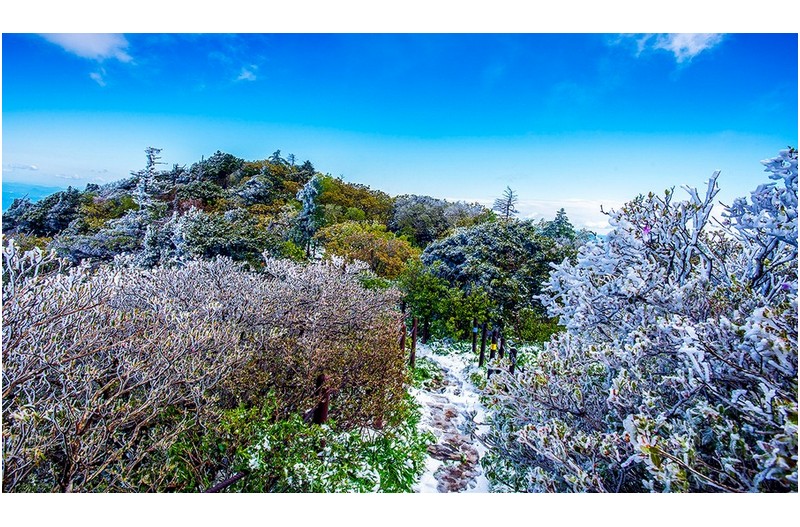 오월의 신록설경