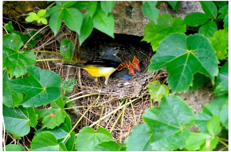 노랑할미새 육추`