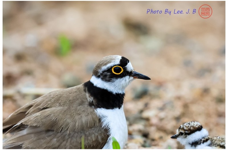 꼬마물떼새의 탄생