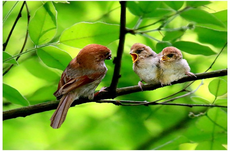 붉은머리 오목누이 이소``