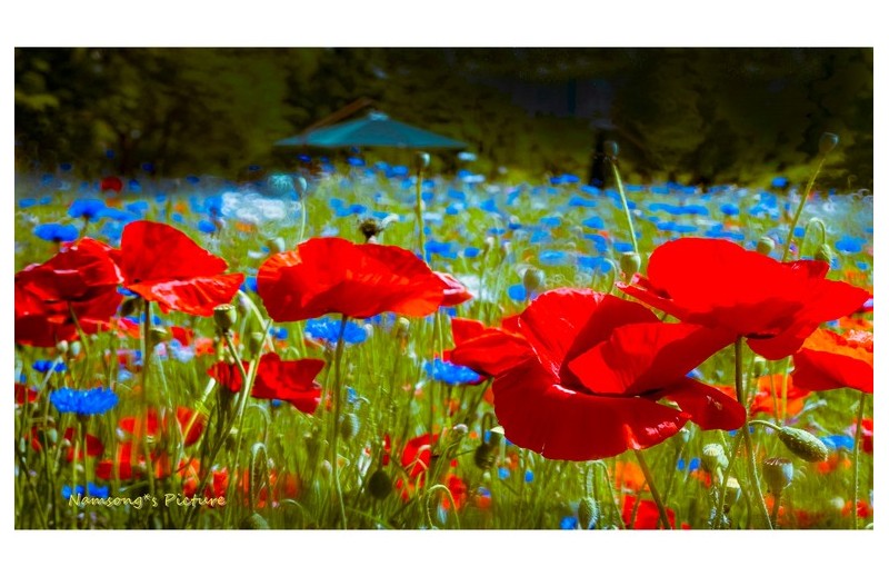 여름이 오는 길목에서 ----