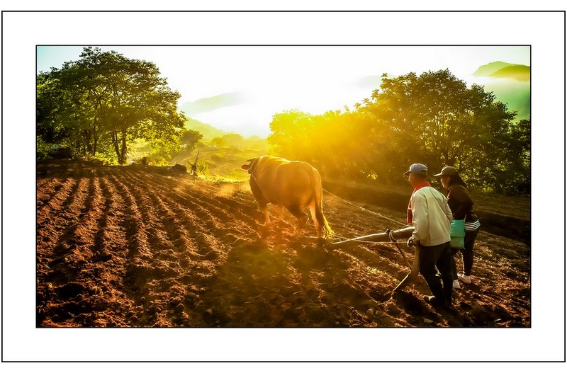 쟁기질하는 농부...