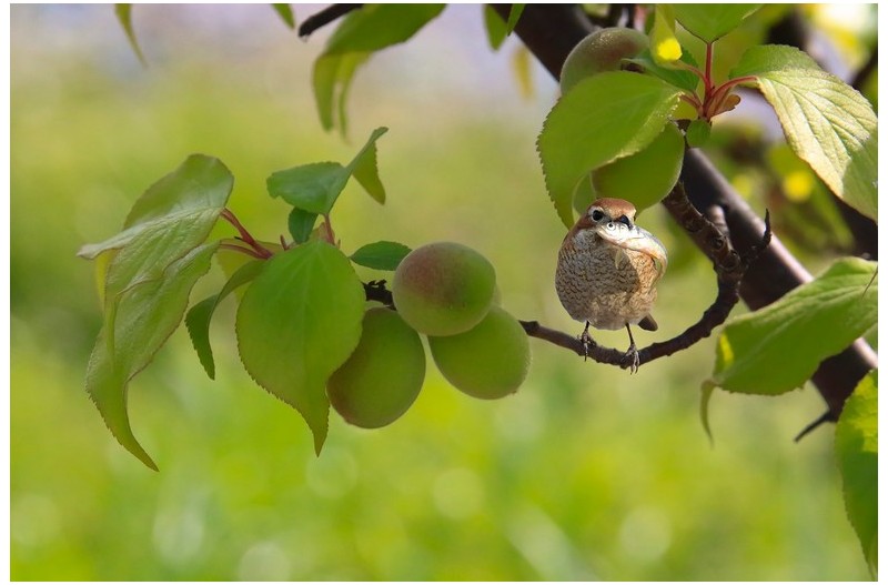 때까치 먹이 사냥`