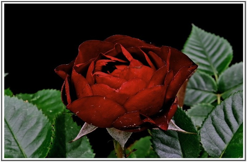 흑장미 와 .백 장미