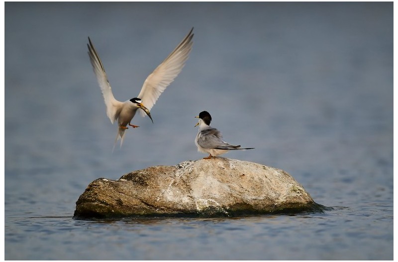 쇠제비갈매기 가족`