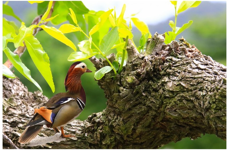 원앙새 고목나무에`