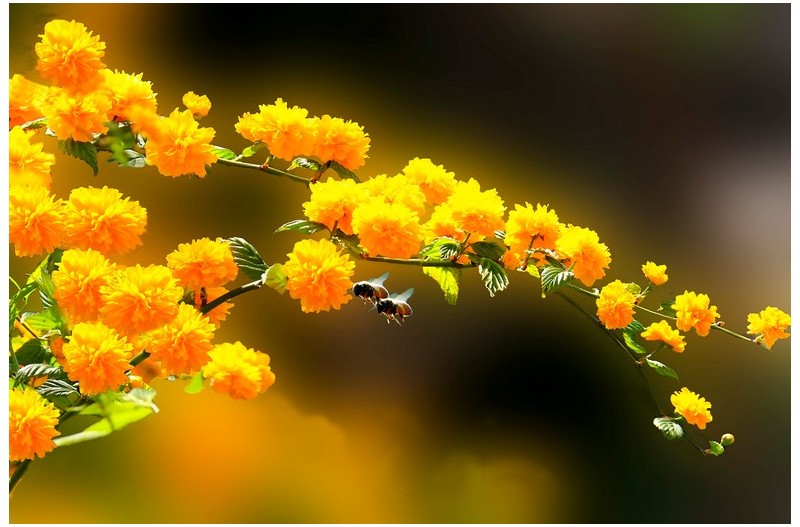 아름다운 황매`