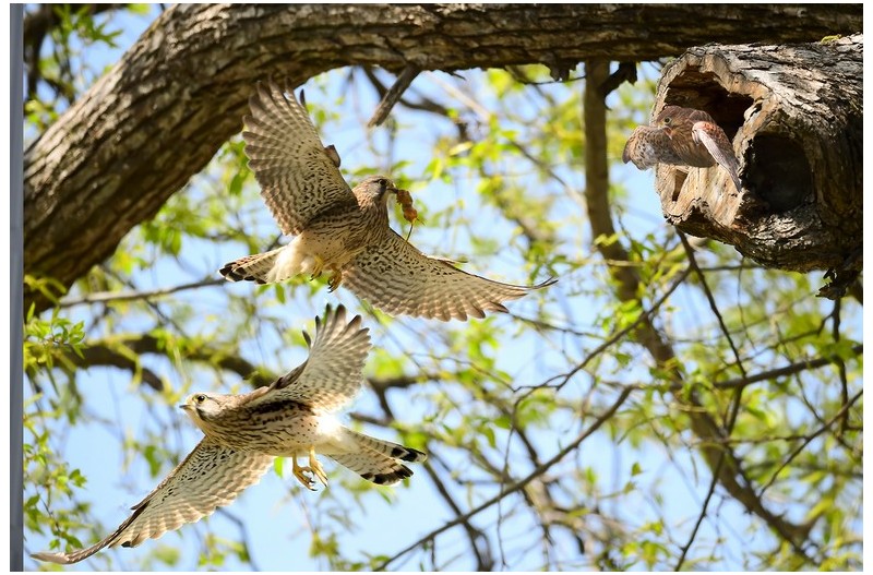 황조롱이 육추`