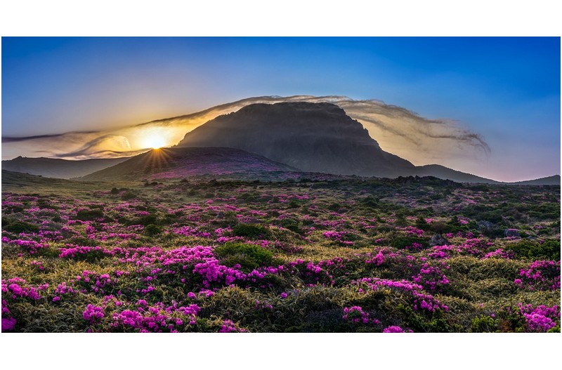 한라산철쭉(시즌이 왔습니다.)