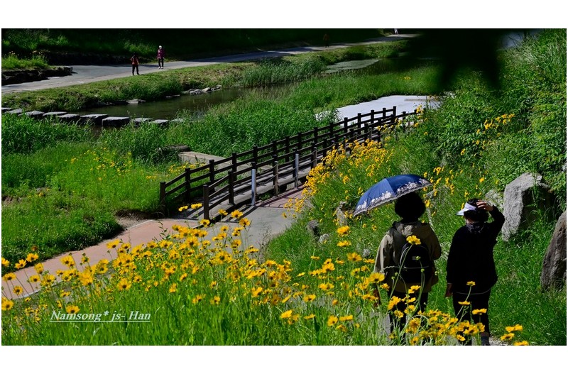 금계국이 곱게핀 해반천에서 ------