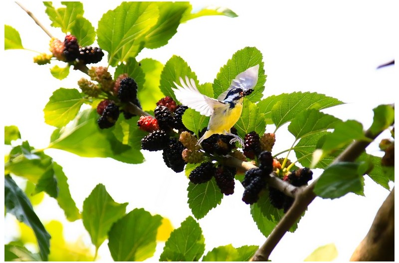 뽕나무열매 오들개을 잘먹는 새``