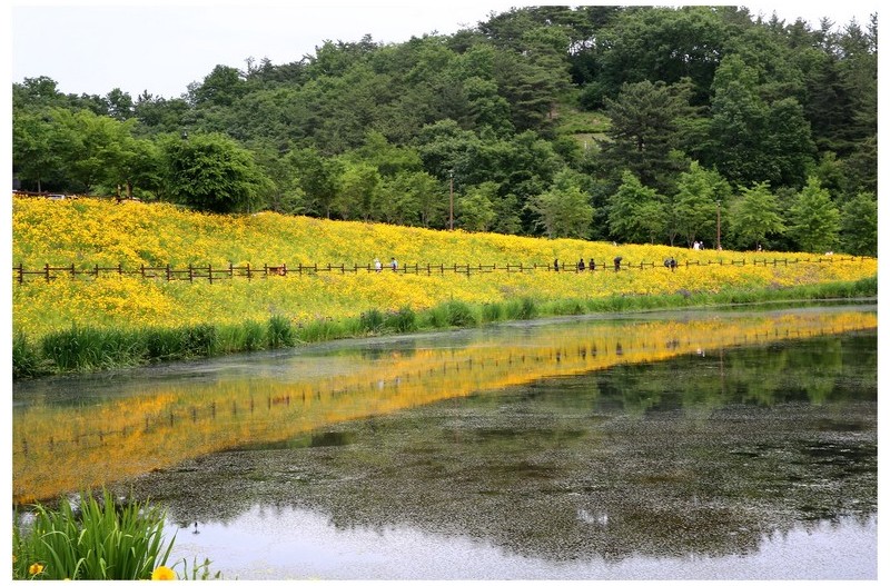 노랑 코스모스 길