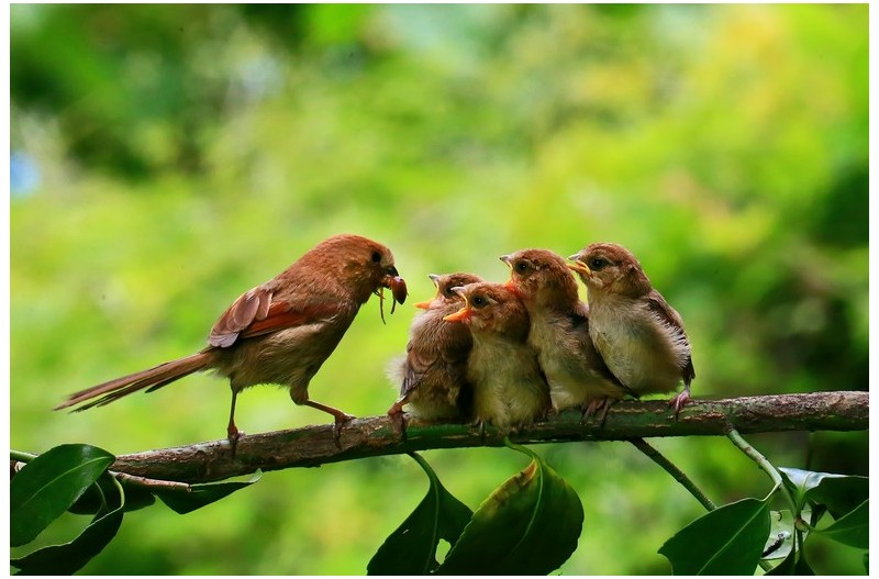 붉은머리 오목이 이소``