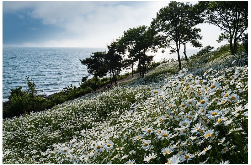해변의데이지