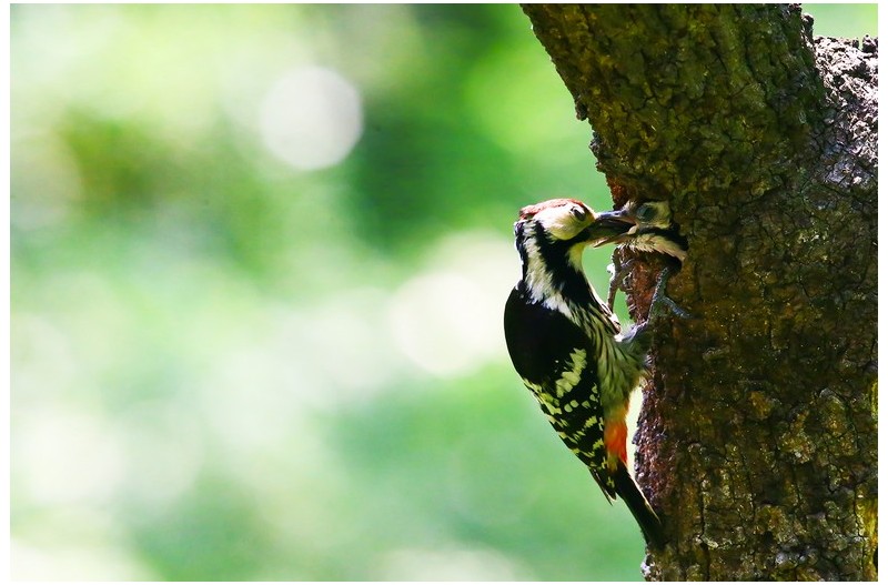 오색딱다구리 육추`