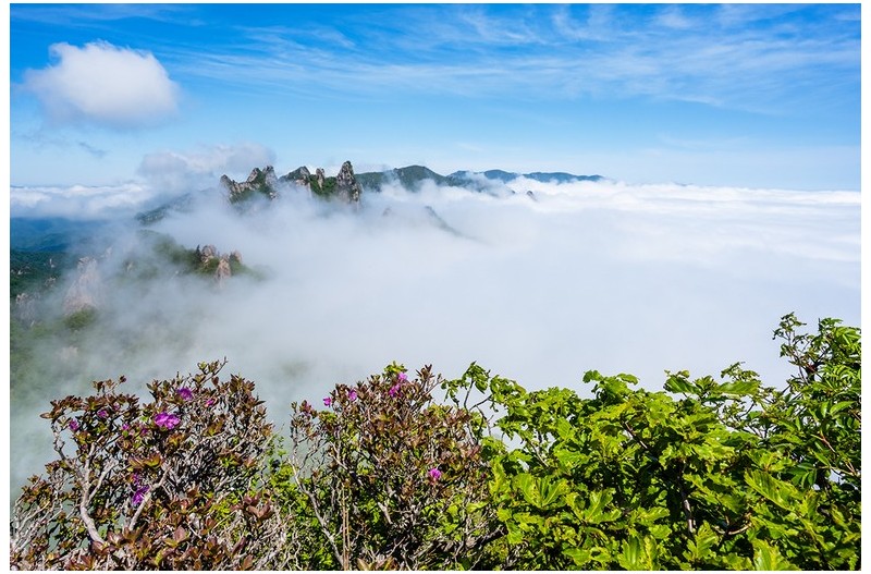 싱그러운 설악의 신록