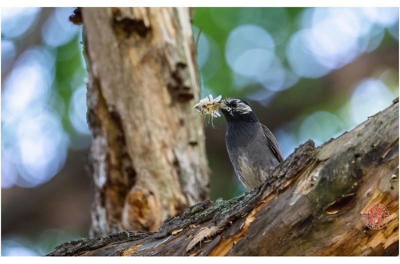 찌르레기먹이활동