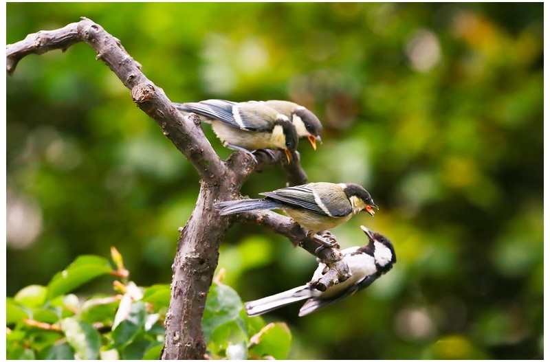 박새 둥지 떠나 나무가지에``