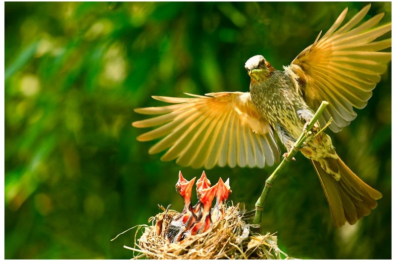 직박구니 육추`