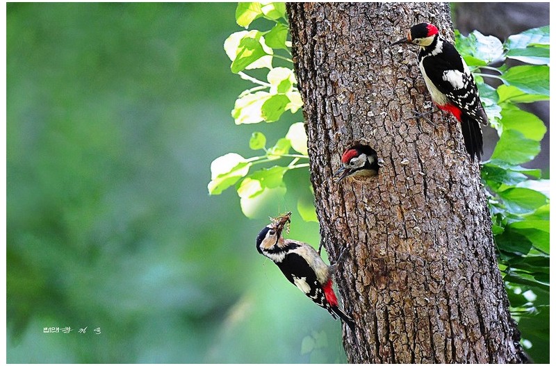 딱따구리  가족