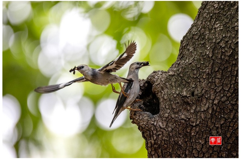 붉은부리찌르레기