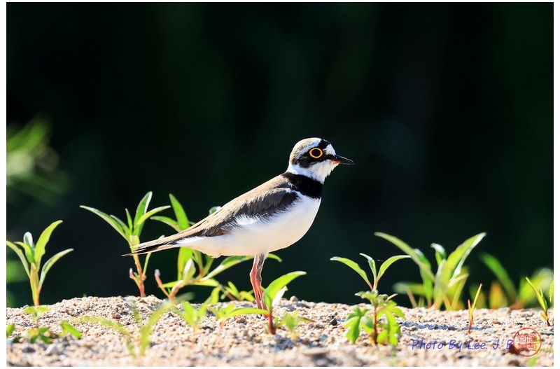 꼬마물떼새 역광으로