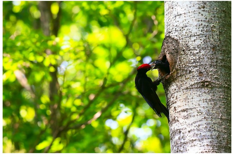 검은 딱다구리`