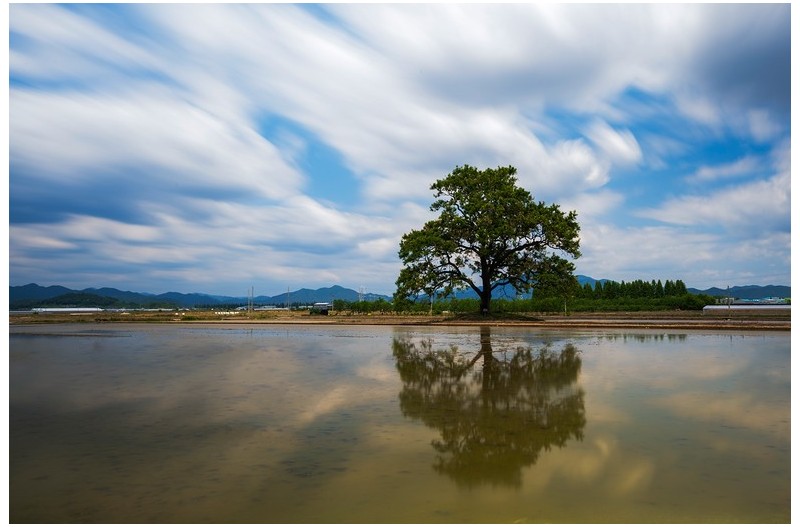 주남 나홀로나무