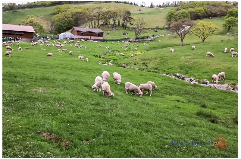 대관령 양떼목장