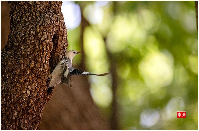 붉은부리찌르레기