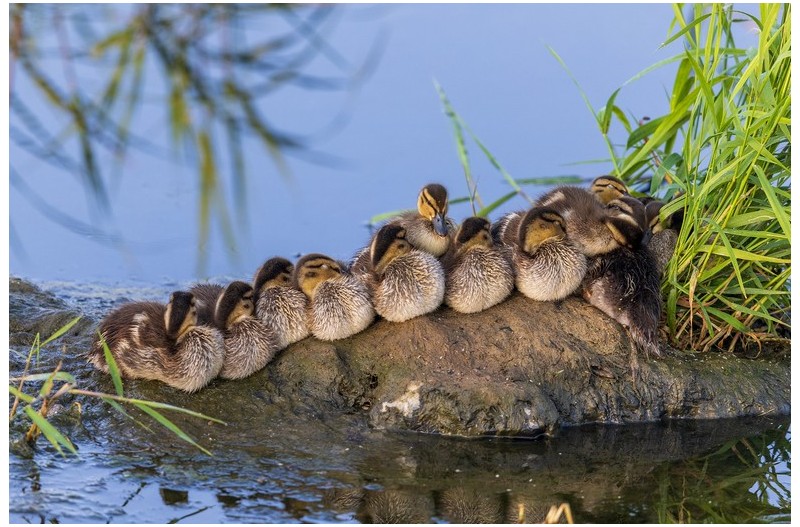 미운 오리 세끼