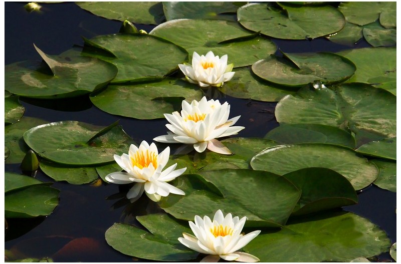 아름다운 수련``