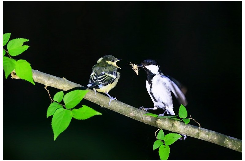 박새 둥지떠나 나무가지에`