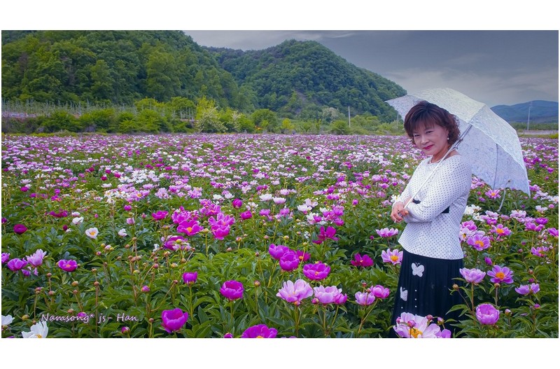 작약 꽃밭의 풍경 -----