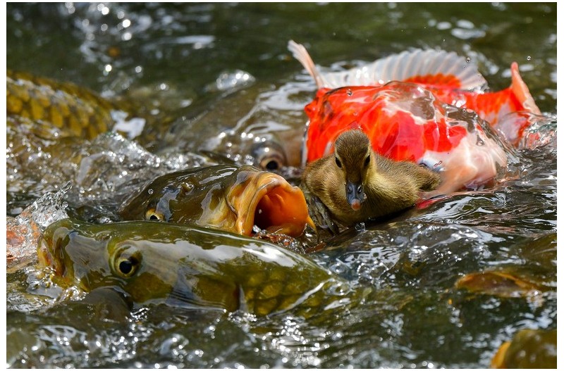 원앙유조와 잉어들