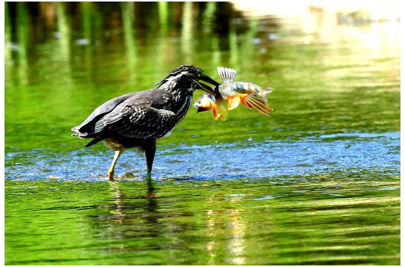 헤오라기 고기 사냥`