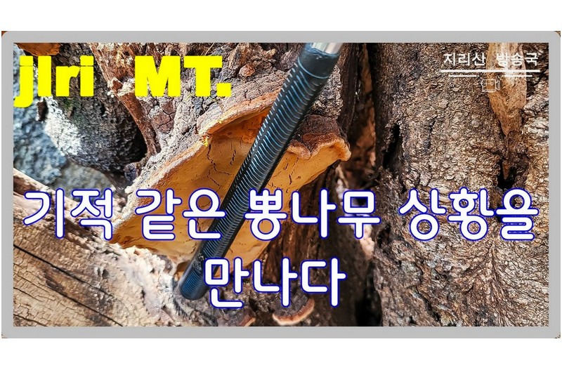 세상에 이보다 더 큰 뽕나무 상황을 본적은 없다.