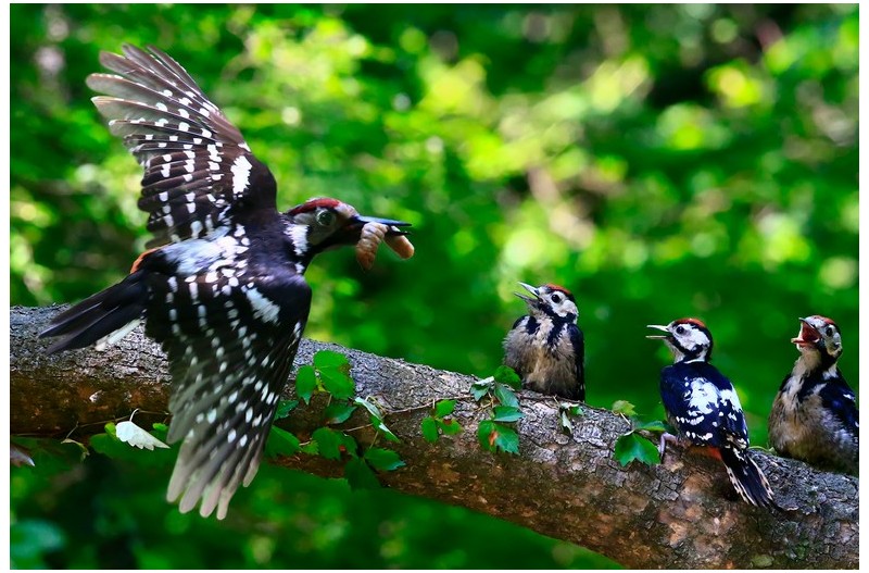 큰 오색딱다구리 이소`