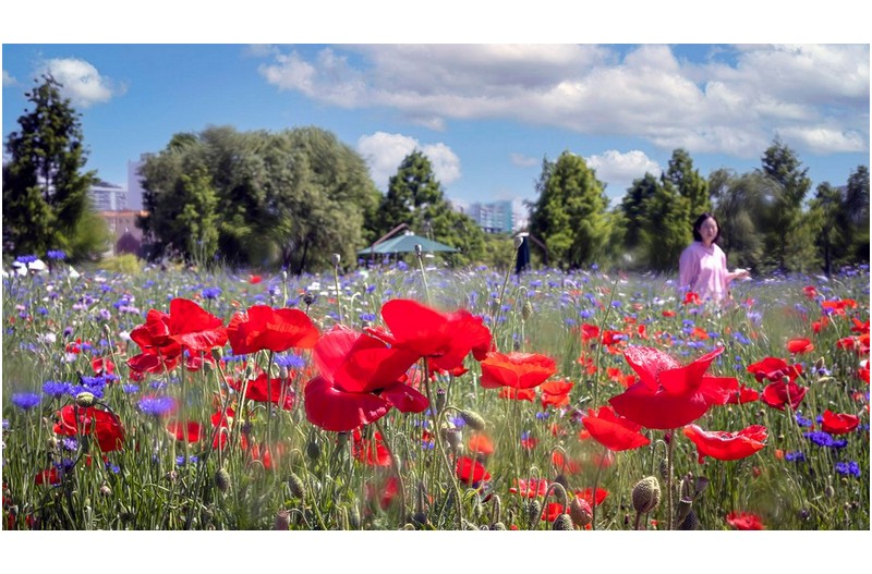 꽃양귀비 밭을 지나며 -----