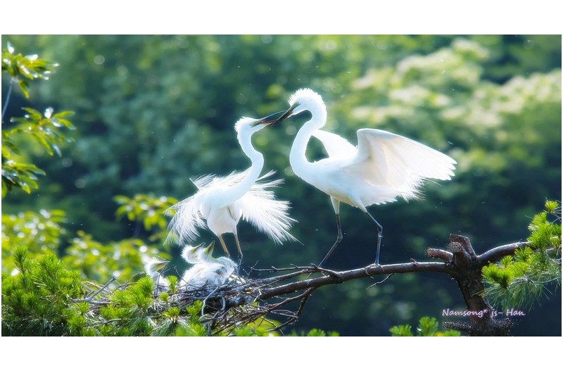 부부의 사랑 ----
