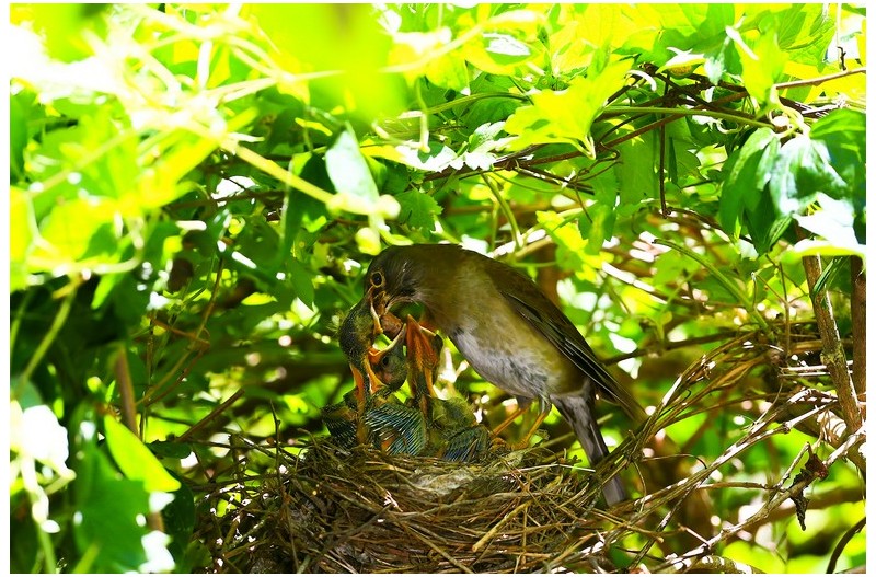 희ㄴ 배 직박기 육추`