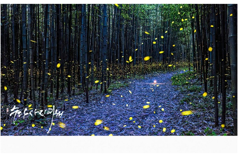 사랑 찾아 떠난 반딧불이!