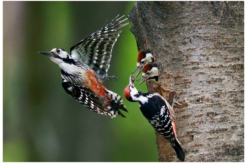 오색딱다구리 가족`